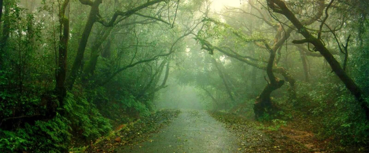 Panchgani nature road